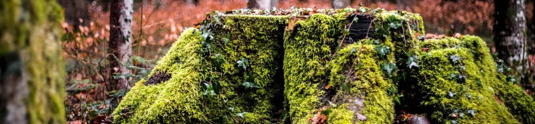 GRIWA GROUP | Innovativ Detail aus dem Wald